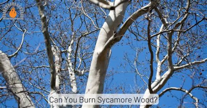 Can you burn driftwood?