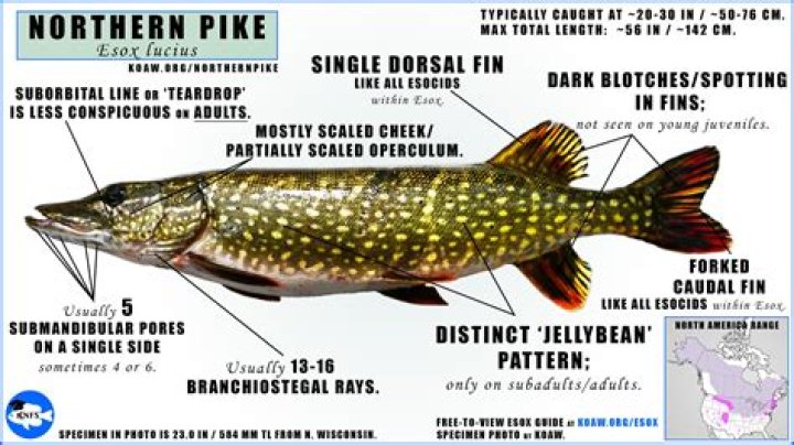 Can you catch pike in the sea?