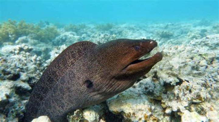Can you cook eel with skin on?