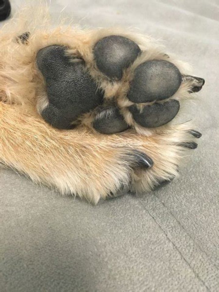 Can you cremate a dog?