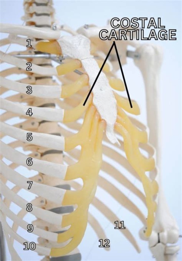 Can you damage costal cartilage?