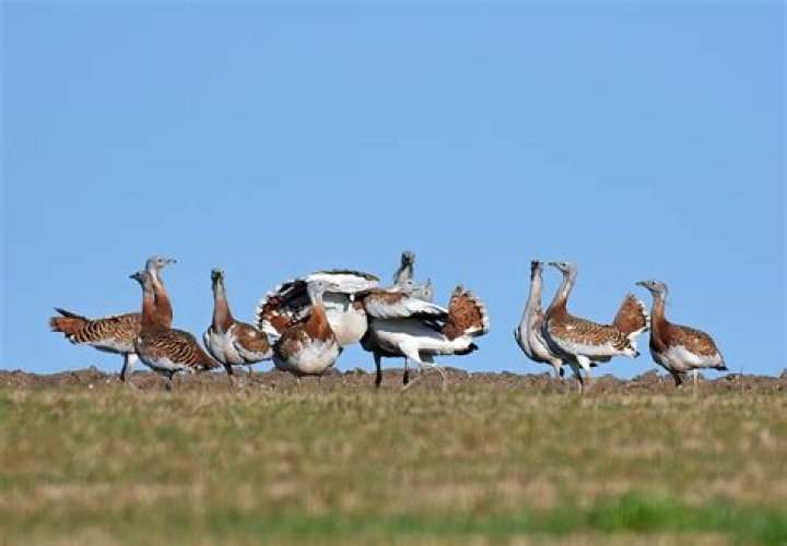 Can you eat a great bustard?
