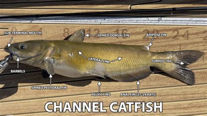Can you eat fish gonads?