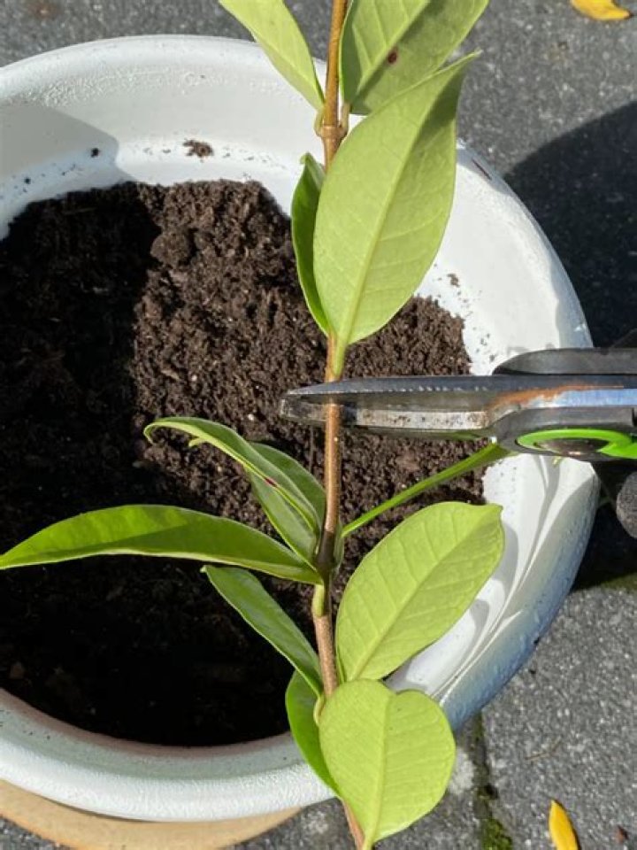 Can you grow may bush from cuttings?