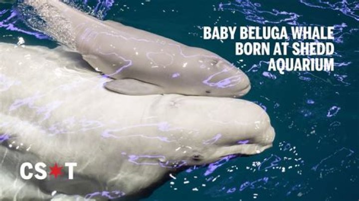 Can you have a beluga whale as a pet?