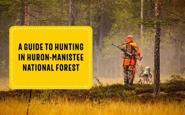 Can you hunt on forest service land?