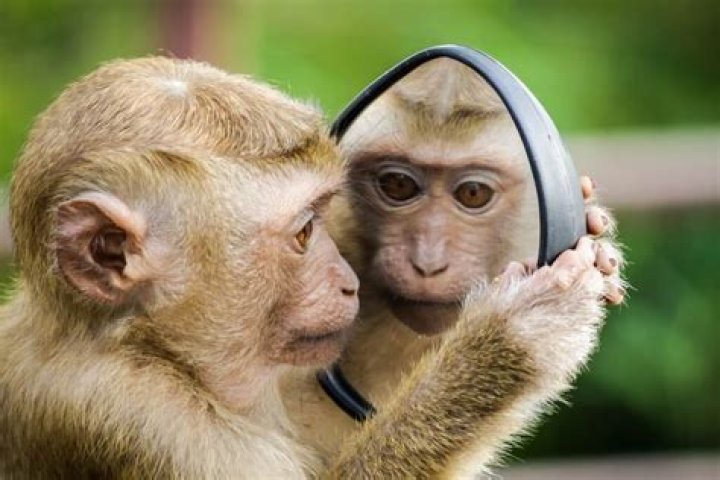 Can you own a monkey in california?