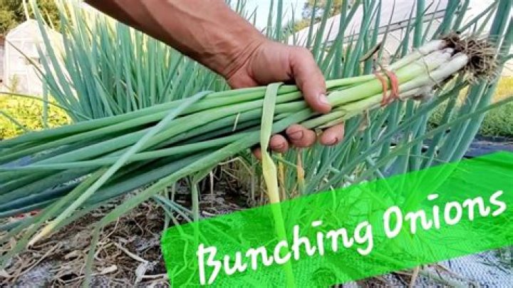 Can you plant bunching onions in the fall?