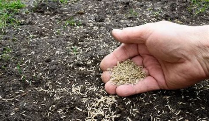 Can you plant grass seed in the fall?