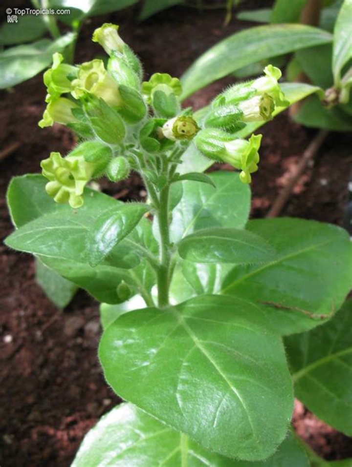 Can you smoke nicotiana rustica?