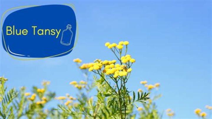 Can you use blue tansy when pregnant?