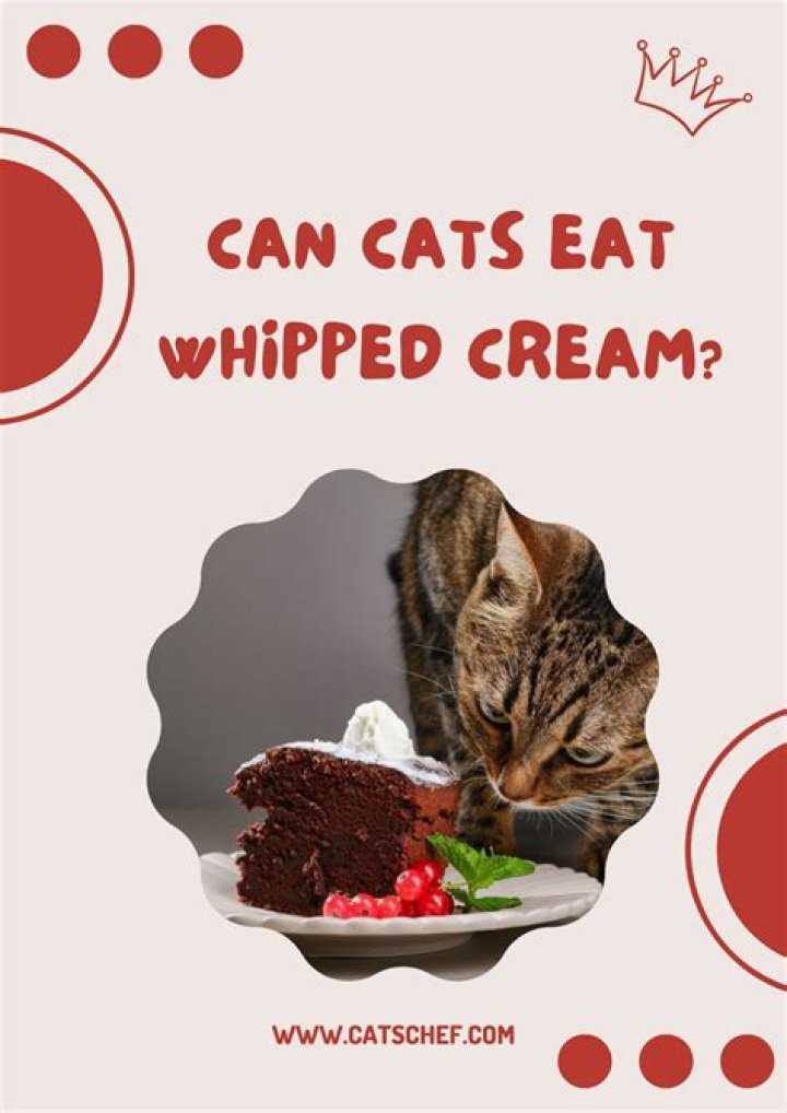 Could cats eat whipped cream?