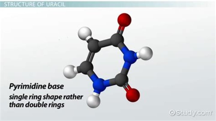Could contain the base uracil?