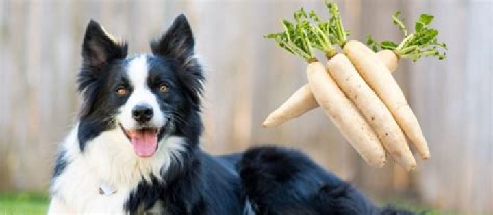 Could dogs eat radish?