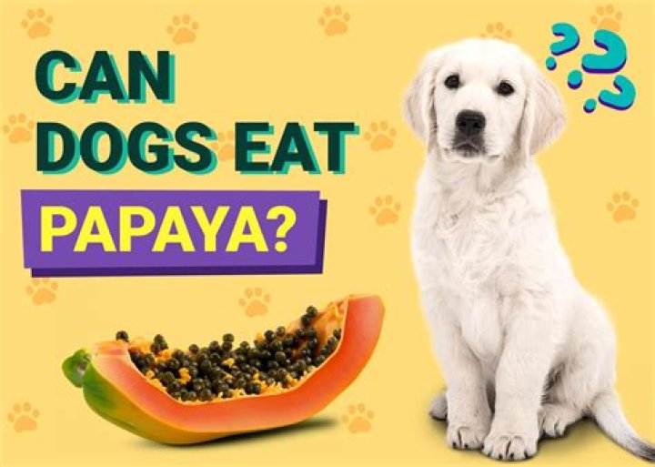 Could dogs have papaya?