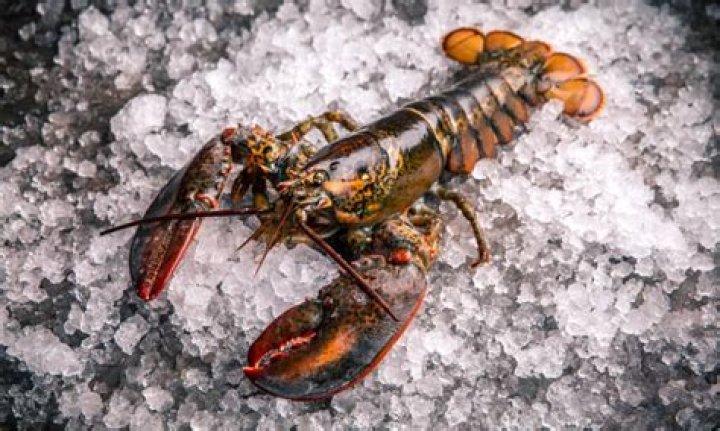 Could lobsters live forever?
