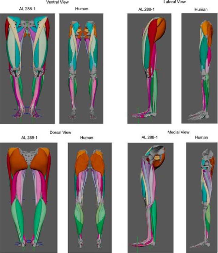 Could lucy walked upright?