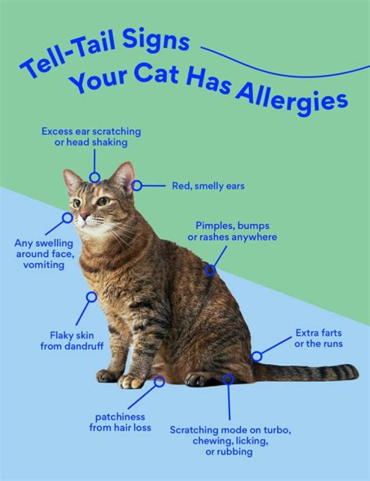 Could my dog be allergic to my cat?