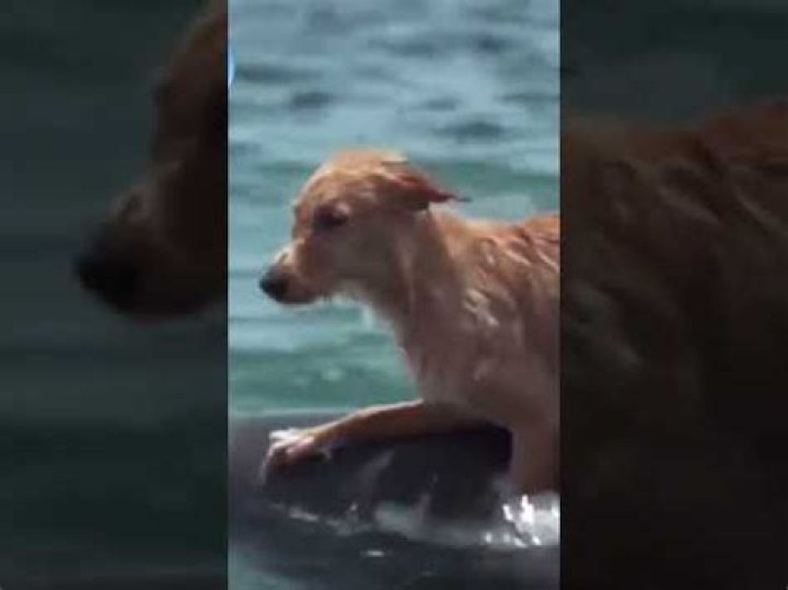 Did a dolphin save a dog?