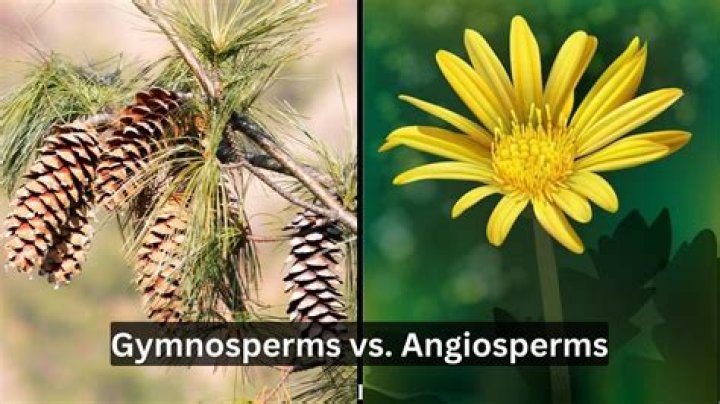 Did angiosperms evolved before gymnosperms?