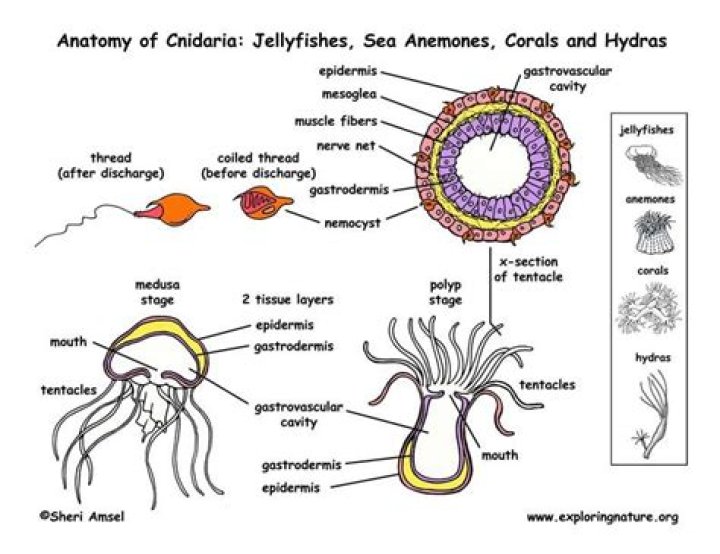 Did cnidaria have eyes?