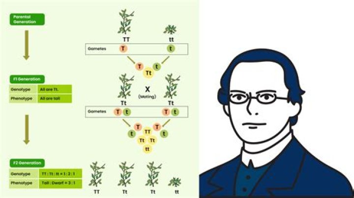 Did darwin use mendelian genetics?