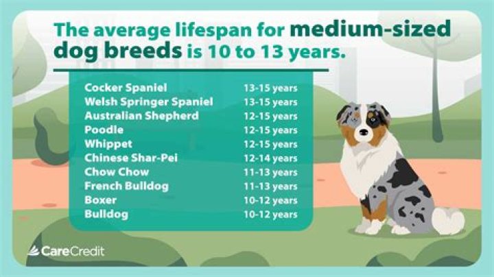 Did dogs die in amores perros?