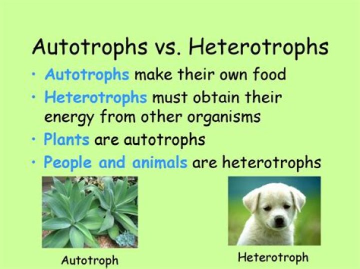 Did heterotrophs come before autotrophs?