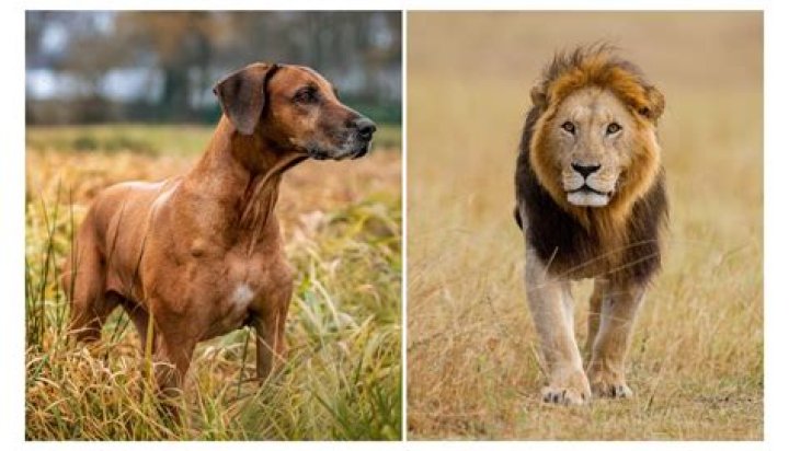 Did rhodesian ridgebacks hunt lions?