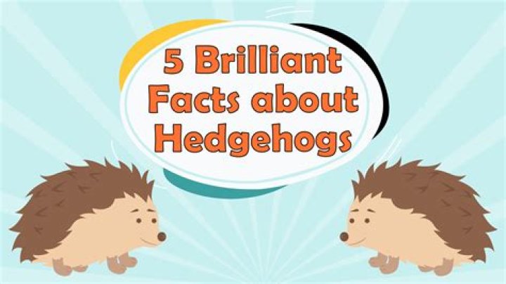 Did you know facts about hedgehogs?