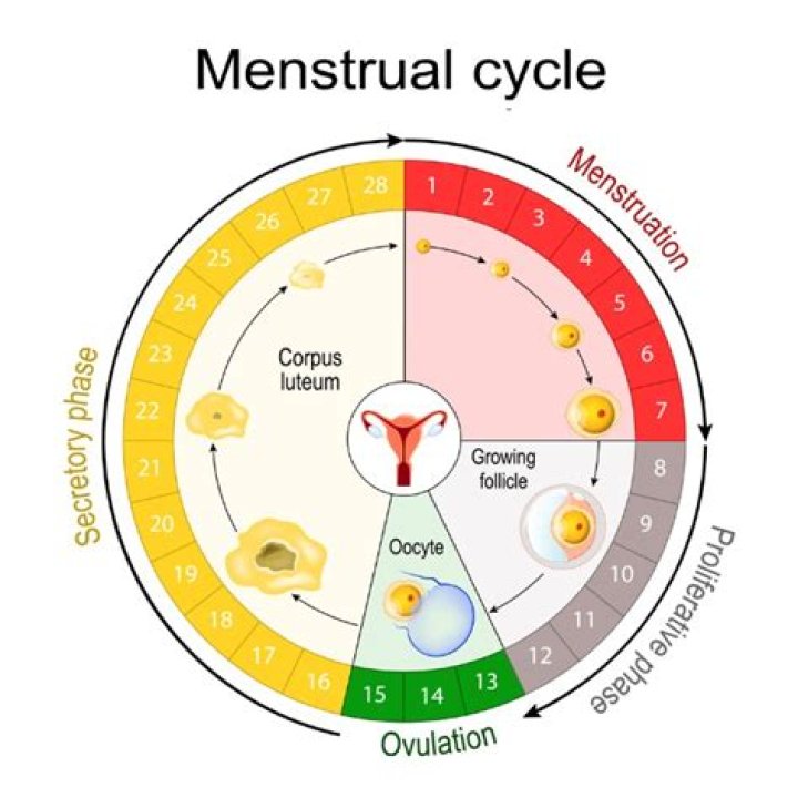 Do a pregnant woman menstruate?