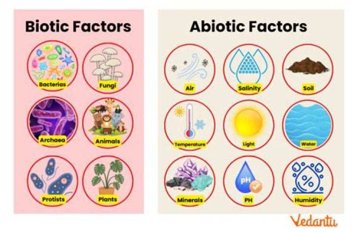 Do abiotic factors have cells?
