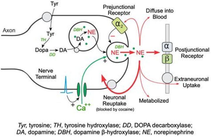 Do adrenaline and noradrenaline do the same thing?
