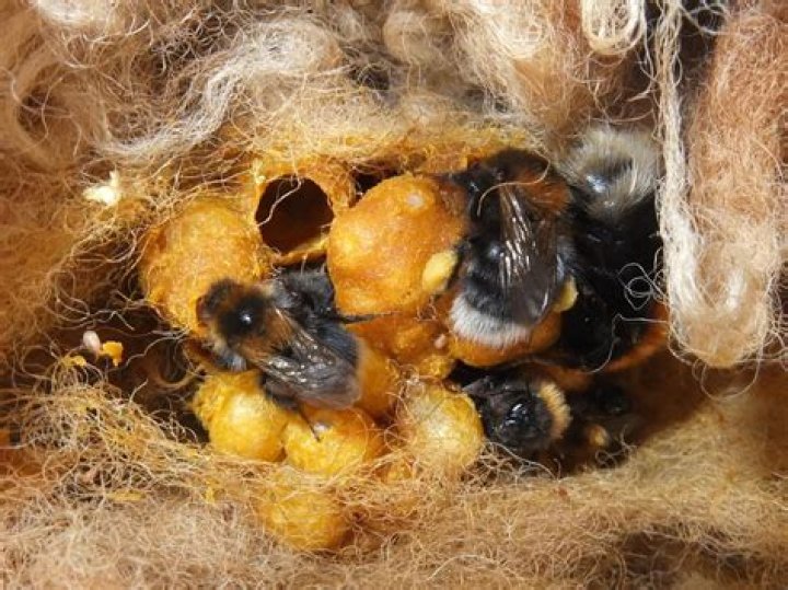 Do all bees reproduce?