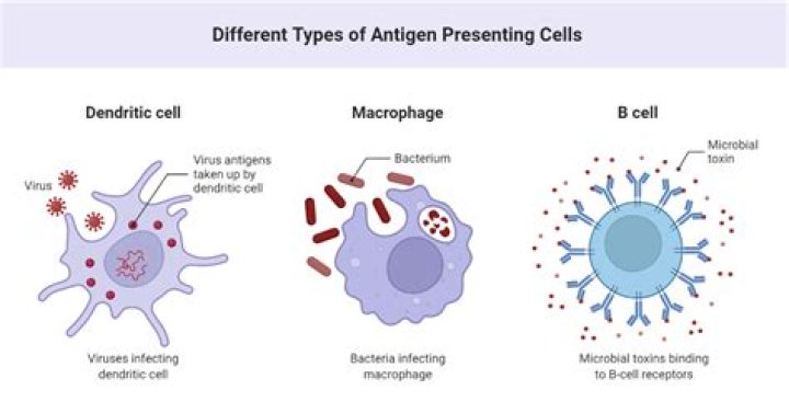 Do all cells have pinocytosis?
