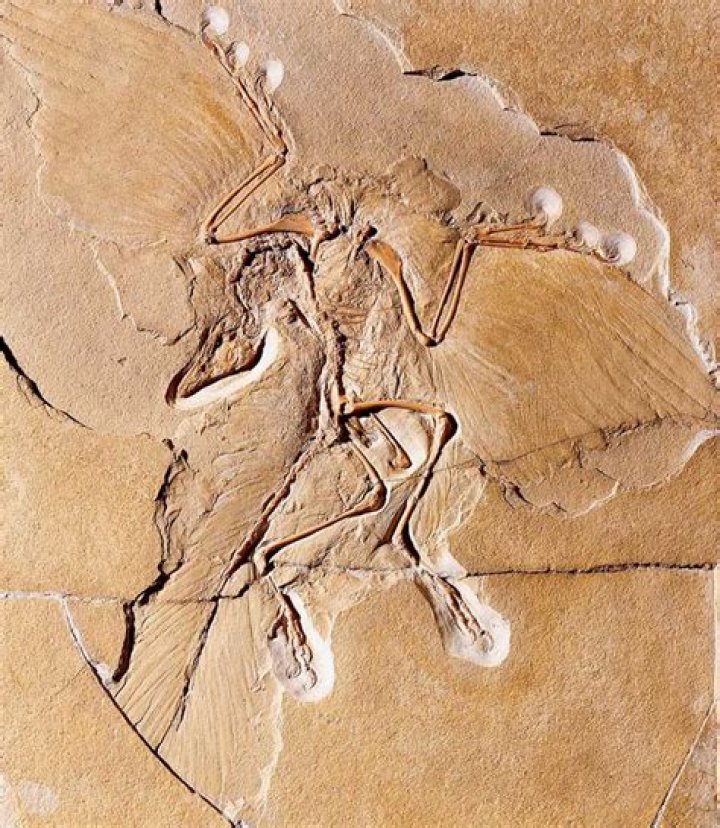 Do archaeopteryx have hollow bones?