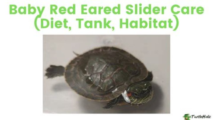 Do baby red eared sliders eat?