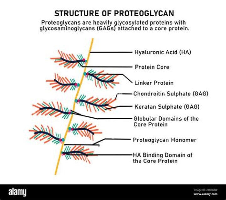 Do bacteria glycosylated proteins?