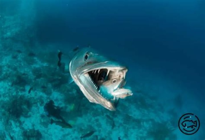 Do barracudas eat sharks?
