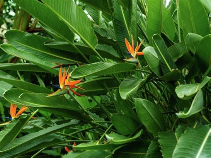 Do birds of paradise like full sun?