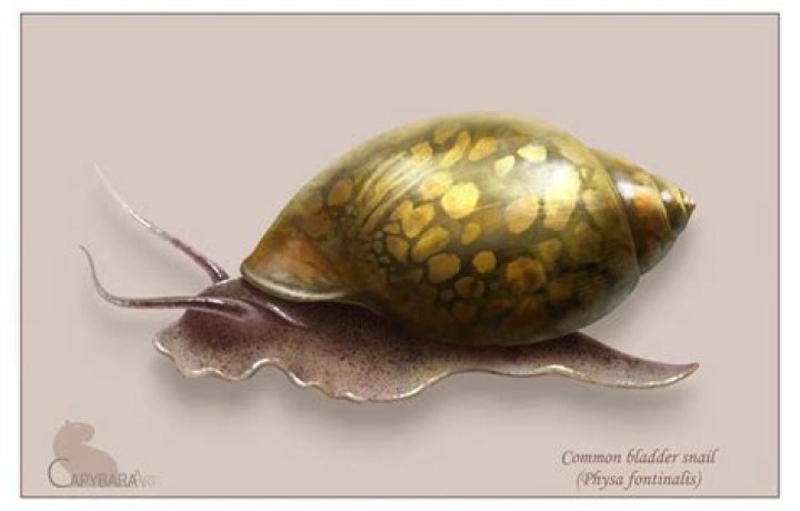 Do bladder snails eat plants?