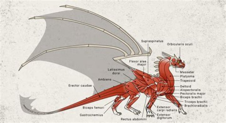 Do blood dragons have a "weak spot"
