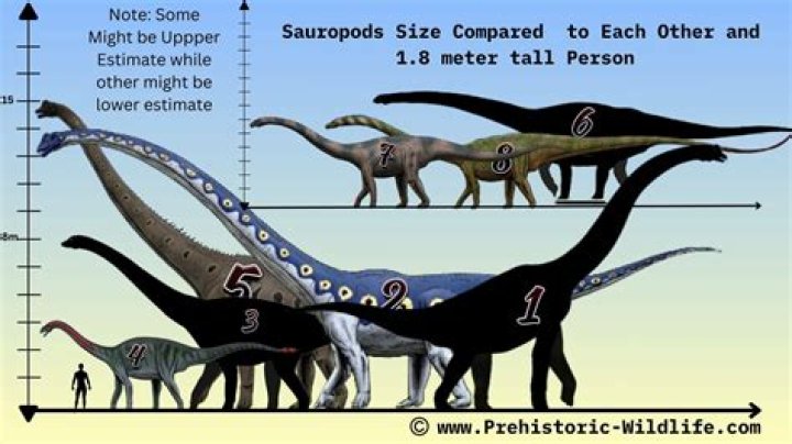 Do brachiosaurus have two brains?