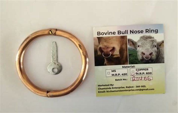 Do bulls really have nose rings?