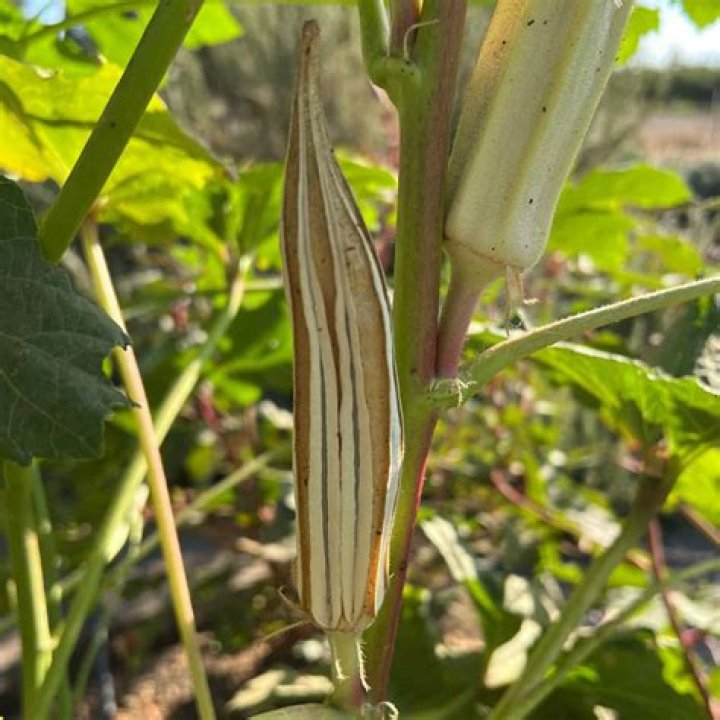 Do candelabra primulas self seed?