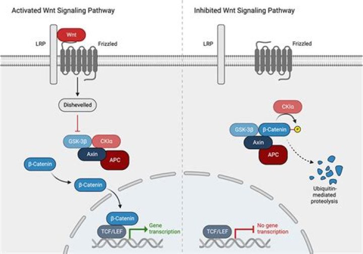 Do carbs activate mtor?