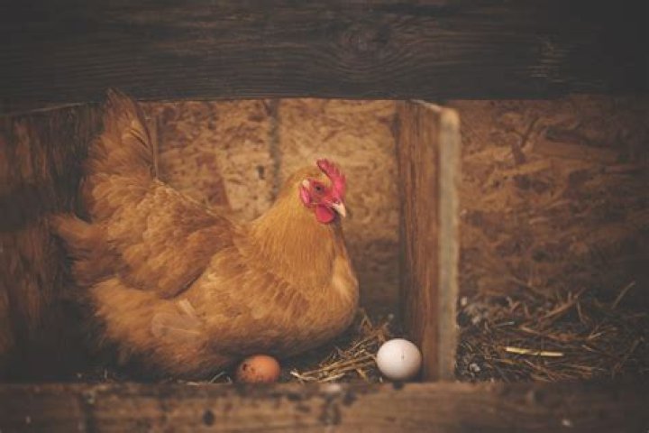 Do chickens lay eggs year round?