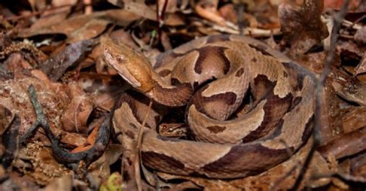 Do copperheads have a stinger in their tail?