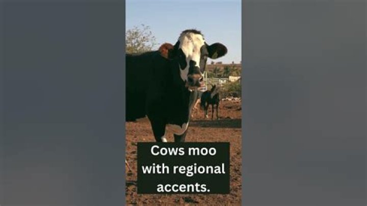 Do cows moo with regional accents?