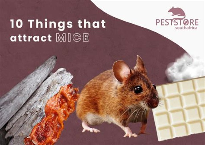 Do crumbs attract mice?